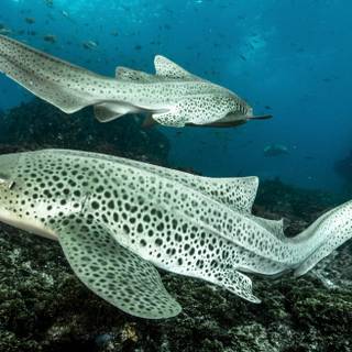 Leopard shark wallpaper