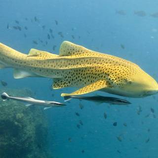 Leopard shark wallpaper