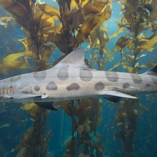 Leopard shark wallpaper