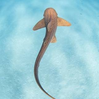 Leopard shark wallpaper