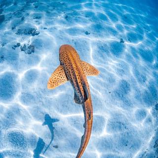 Leopard shark wallpaper