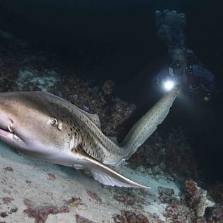 Leopard shark wallpaper