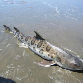 Leopard shark wallpaper