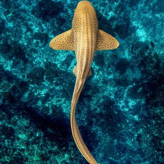 Leopard shark wallpaper