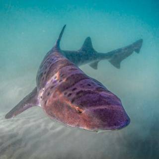 Leopard shark wallpaper