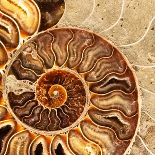 Mold fossils wallpaper