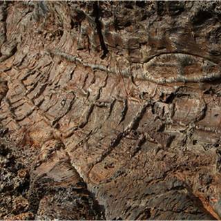 Mold fossils wallpaper