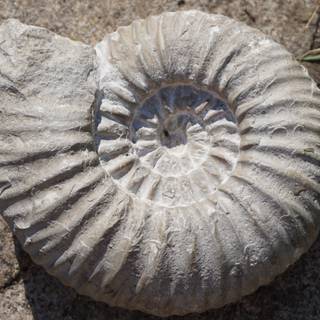 Mold fossils wallpaper