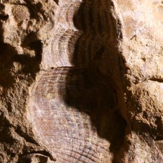 Mold fossils wallpaper