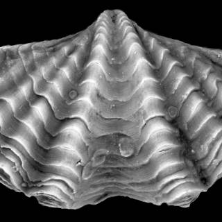 Mold fossils wallpaper