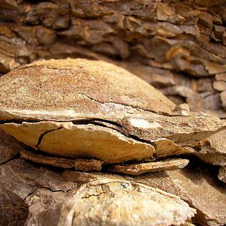 Mold fossils wallpaper