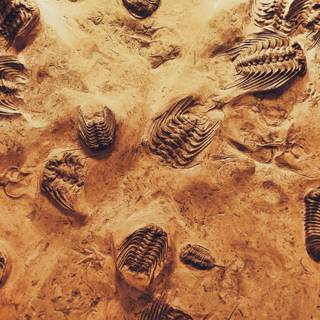 Mold fossils wallpaper