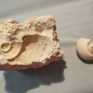 Mold fossils wallpaper