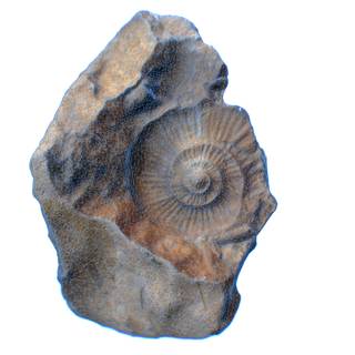 Mold fossils wallpaper