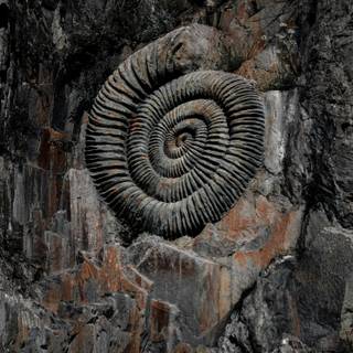 Mold fossils wallpaper