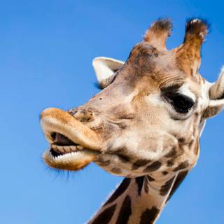 Funny and special wallpaper