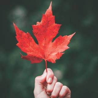 Acknowledgement wallpaper