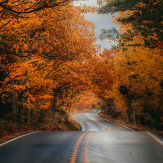 Main road wallpaper