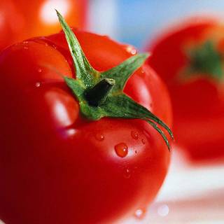 Tomato summer wallpaper