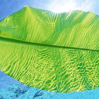 Summer time phone wallpaper