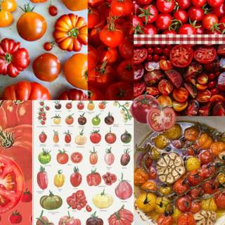 Tomato summer wallpaper