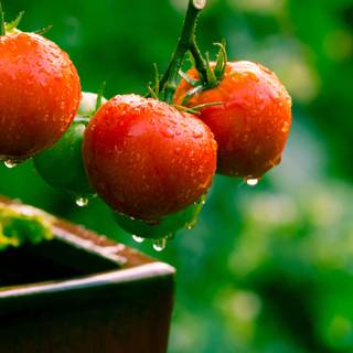 Tomato summer wallpaper