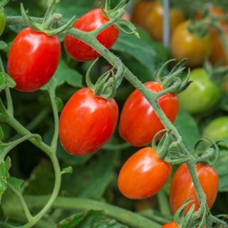 Tomato summer wallpaper