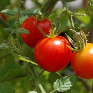 Tomato summer wallpaper