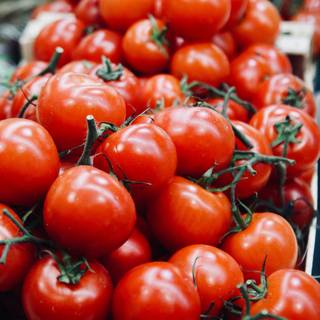 Tomato summer wallpaper