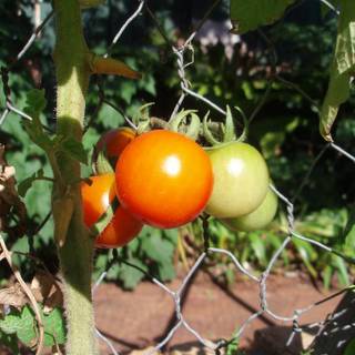 Tomato summer wallpaper