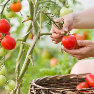 Tomato summer wallpaper