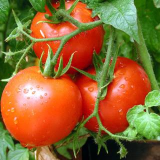 Tomato summer wallpaper