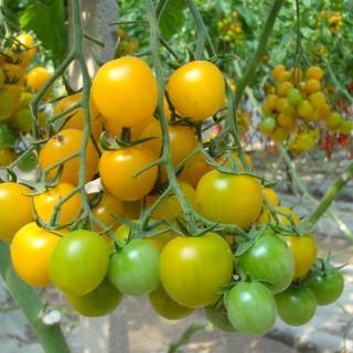 Tomato summer wallpaper