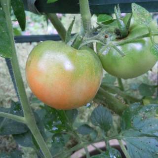 Tomato summer wallpaper