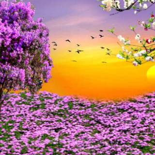 Nature spring PC wallpaper