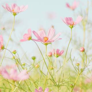 Phone spring flower wallpaper