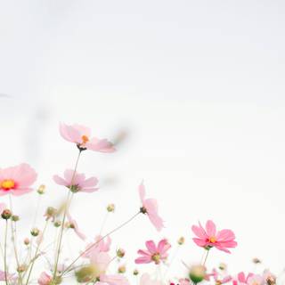 Phone spring flower wallpaper