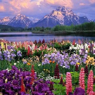Nature spring PC wallpaper