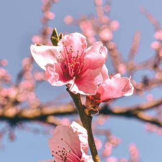 Phone spring flower wallpaper