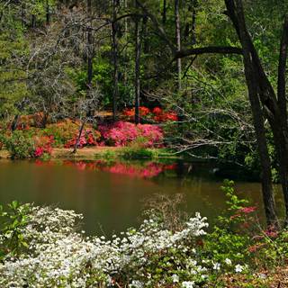 Nature spring PC wallpaper