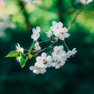 Phone spring flower wallpaper