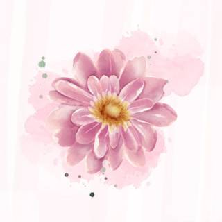 Phone spring flower wallpaper