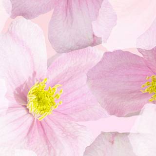 Phone spring flower wallpaper