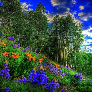 Nature spring PC wallpaper