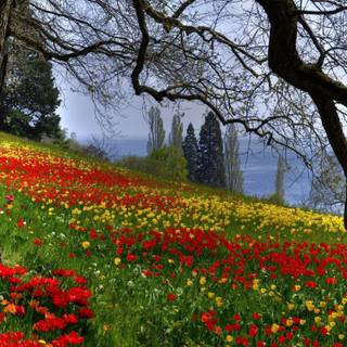 Nature spring PC wallpaper