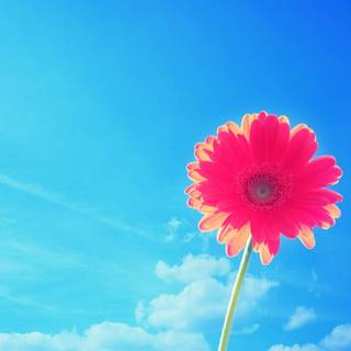 Pink summer PC wallpaper