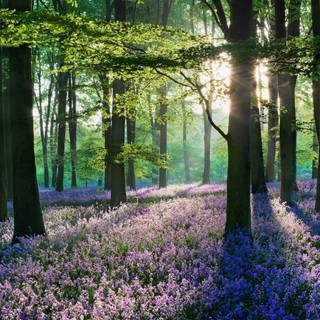 Nature spring PC wallpaper