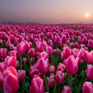 Pink summer PC wallpaper