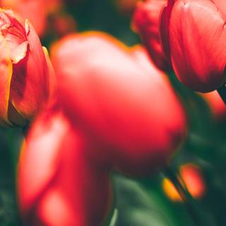 Nature spring PC wallpaper