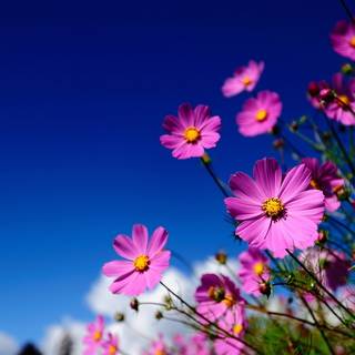 Pink summer PC wallpaper